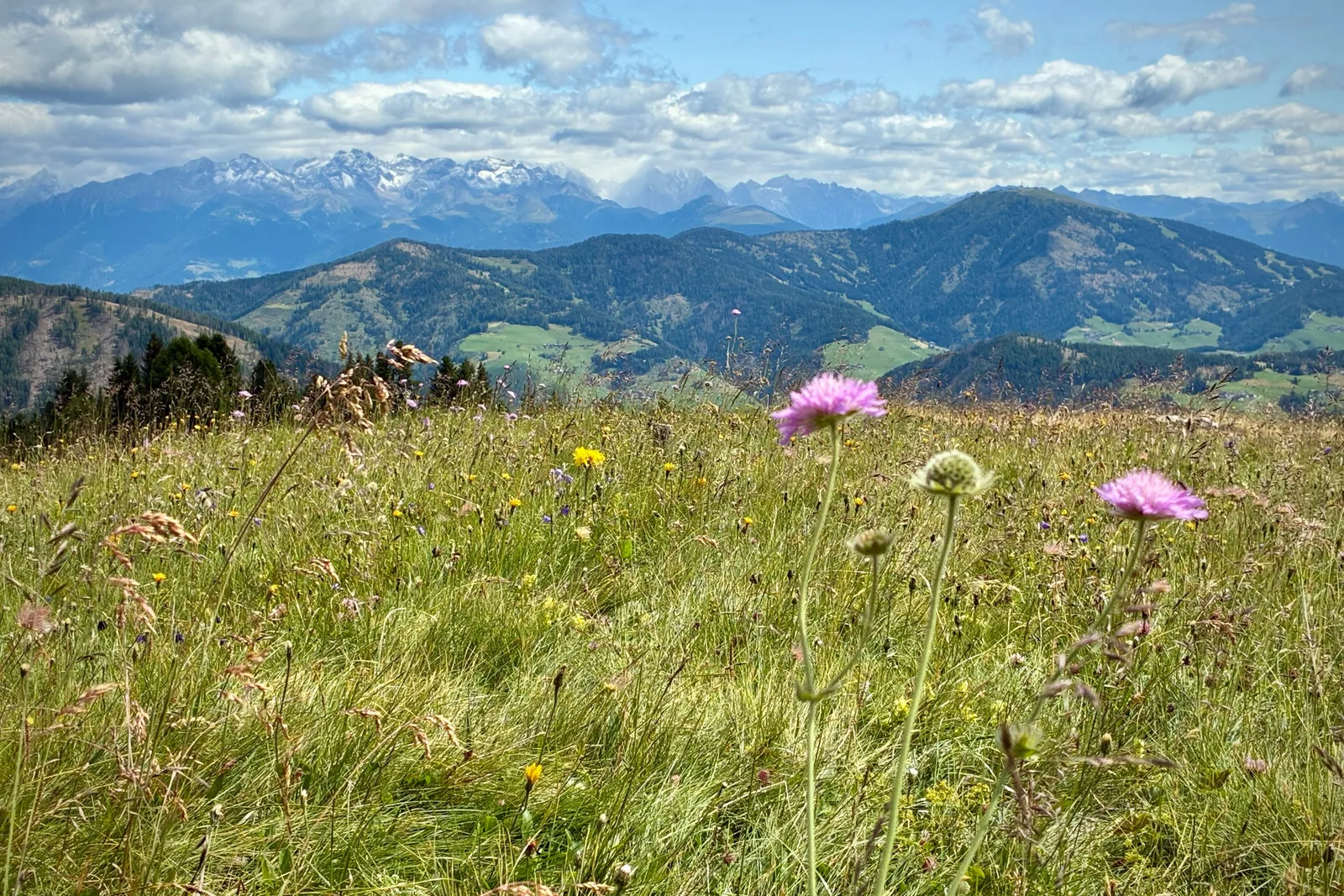 Blühende Bergwiese mit Blick auf die Tiroler Alpen