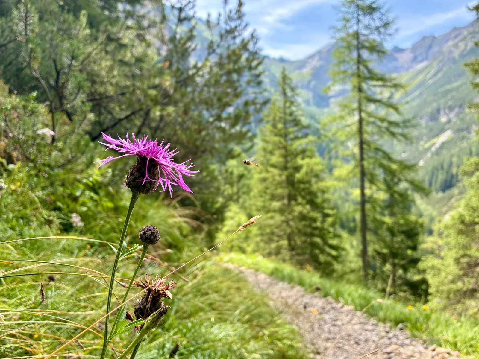 Violette Flockenblume am Rand eines Bergwegs, dahinter Nadelwald und bewaldete Berghänge