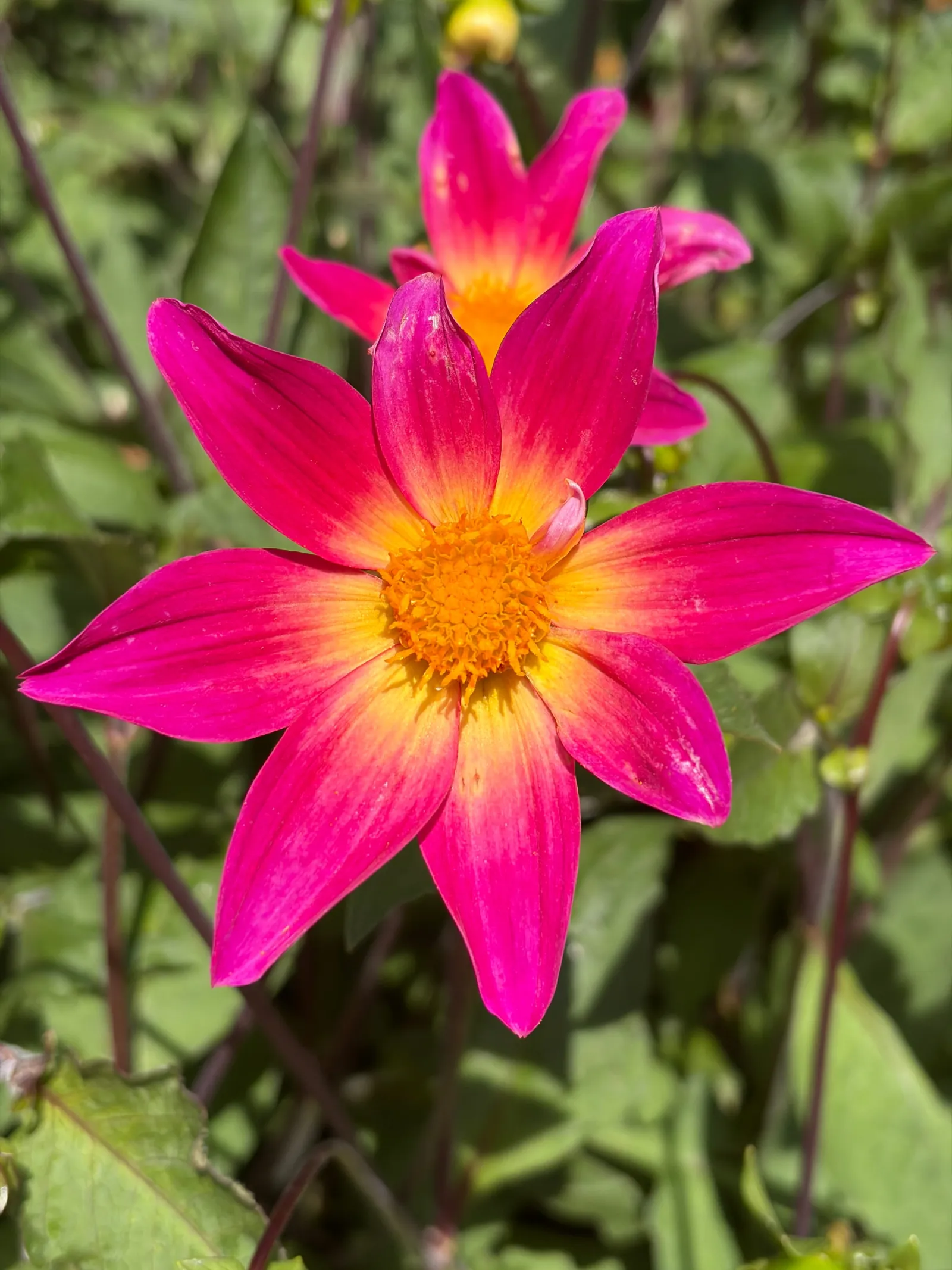 Pinke Dahlienblüte mit gelber Mitte
