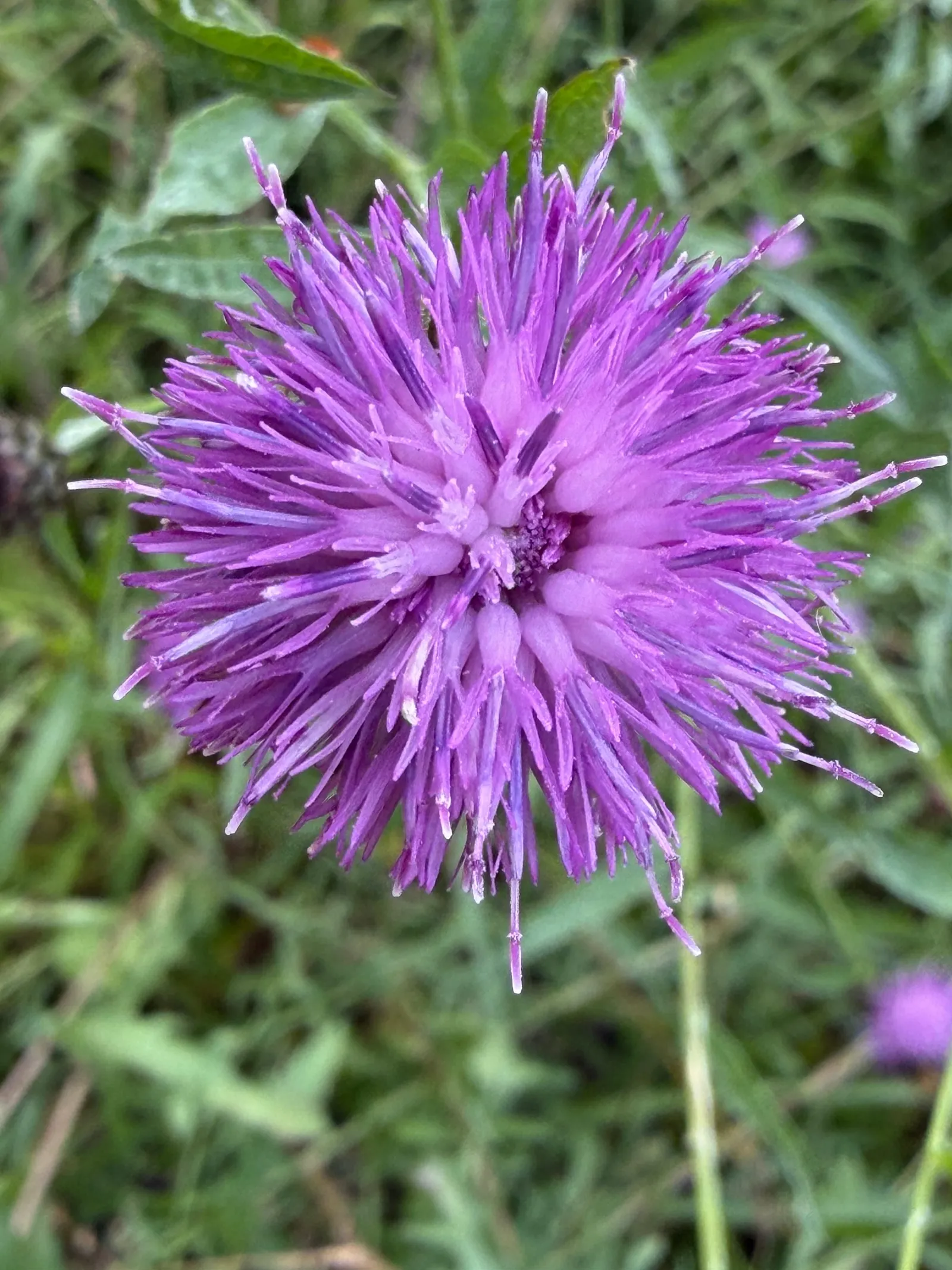 Violette Distelblüte auf einer sommerlichen Wiese