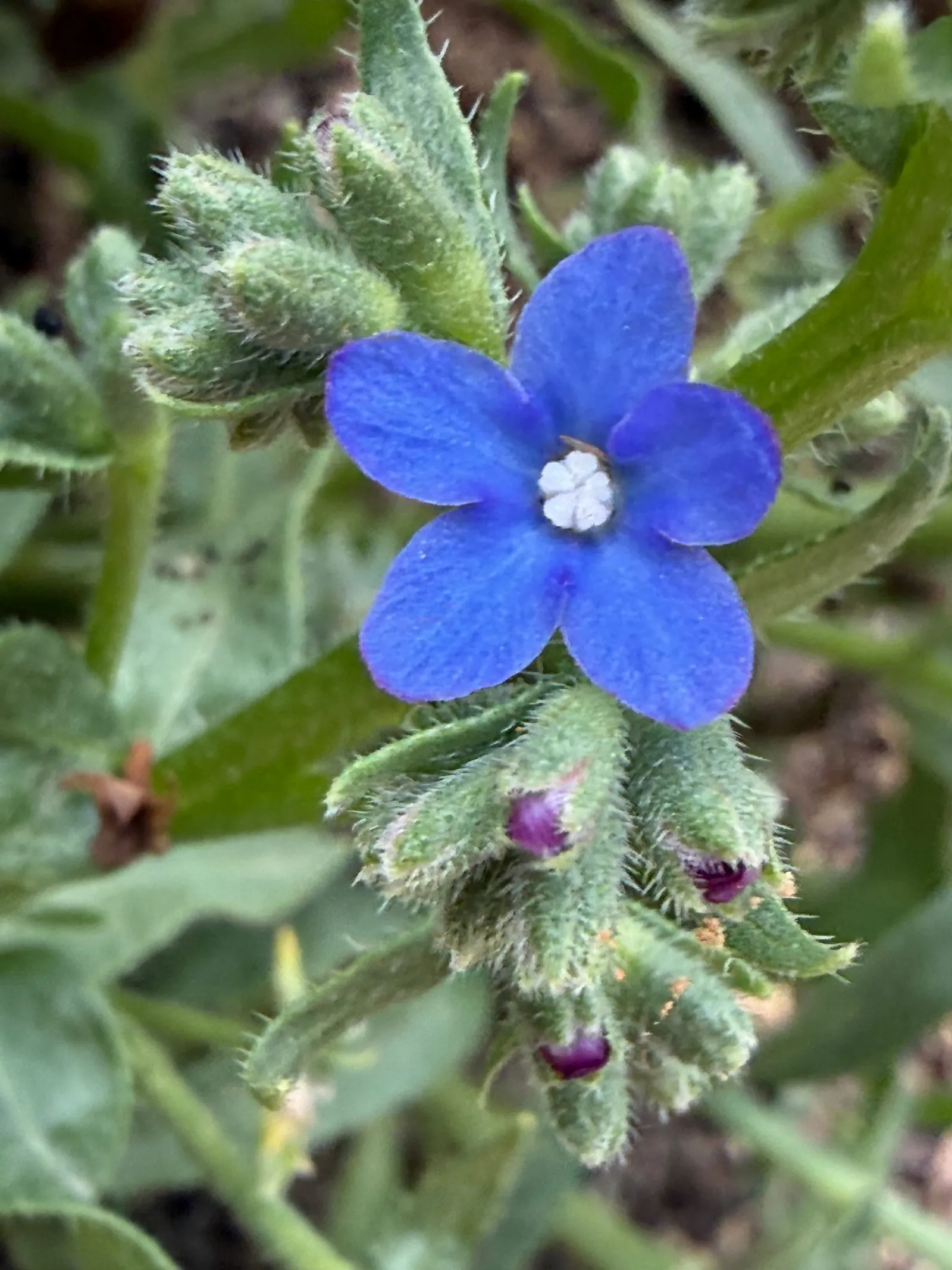Blaue Ochsenzungenblüte zwischen grünen Blättern